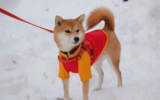 中国三人篮球男队积极拓展战术深度,中国三人篮球男队战绩