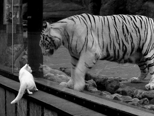 波尔宣布退役,德国乒坛的一代传奇告别,德国乒乓球队员波尔岁数多大了